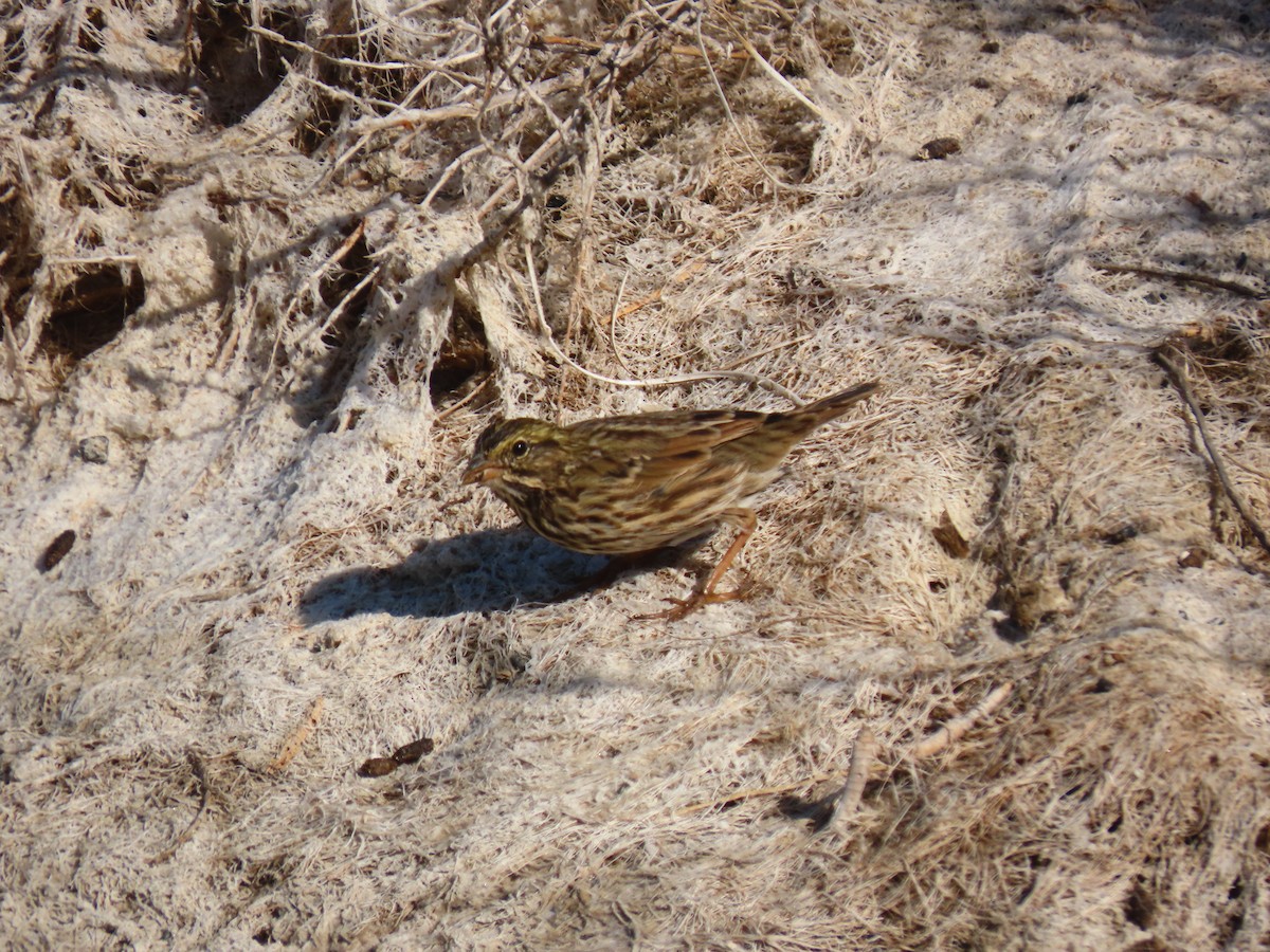 Savannah Sparrow (Belding's) - ML256244511