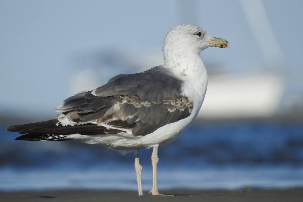Lesser Black-backed Gull - Weston Barker