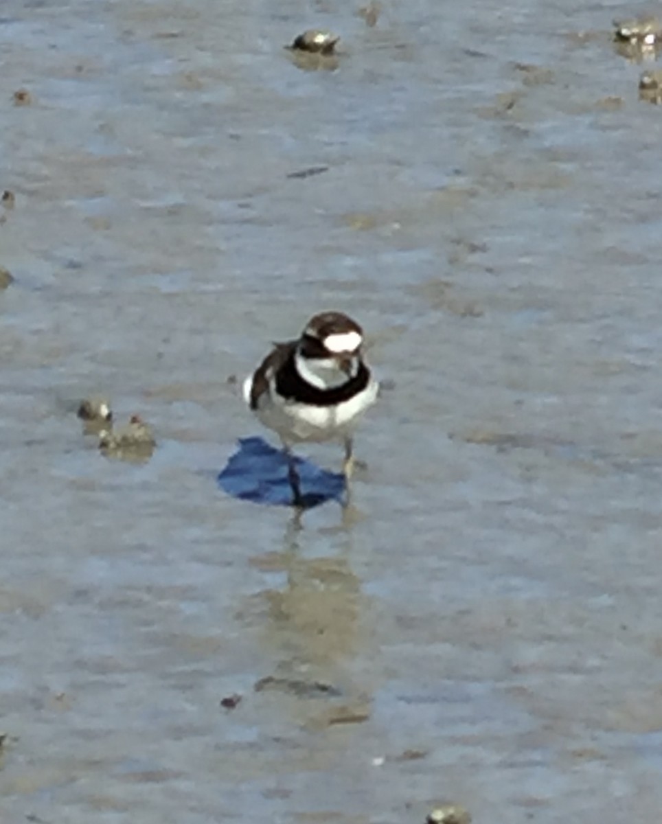 Semipalmated Plover - ML256251101