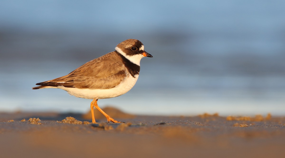 Semipalmated Plover - ML256251941