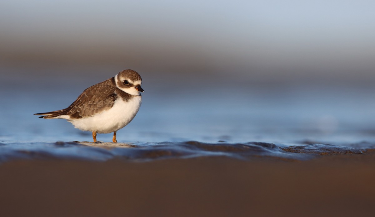 Semipalmated Plover - ML256251971