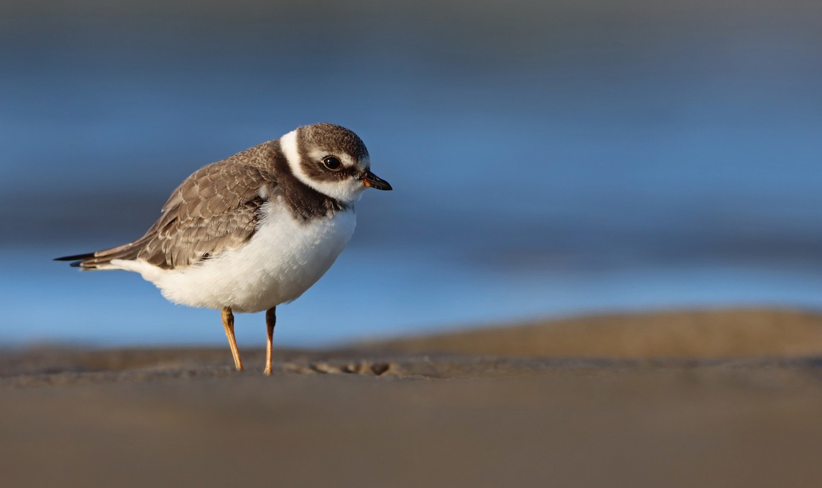 Semipalmated Plover - ML256252011