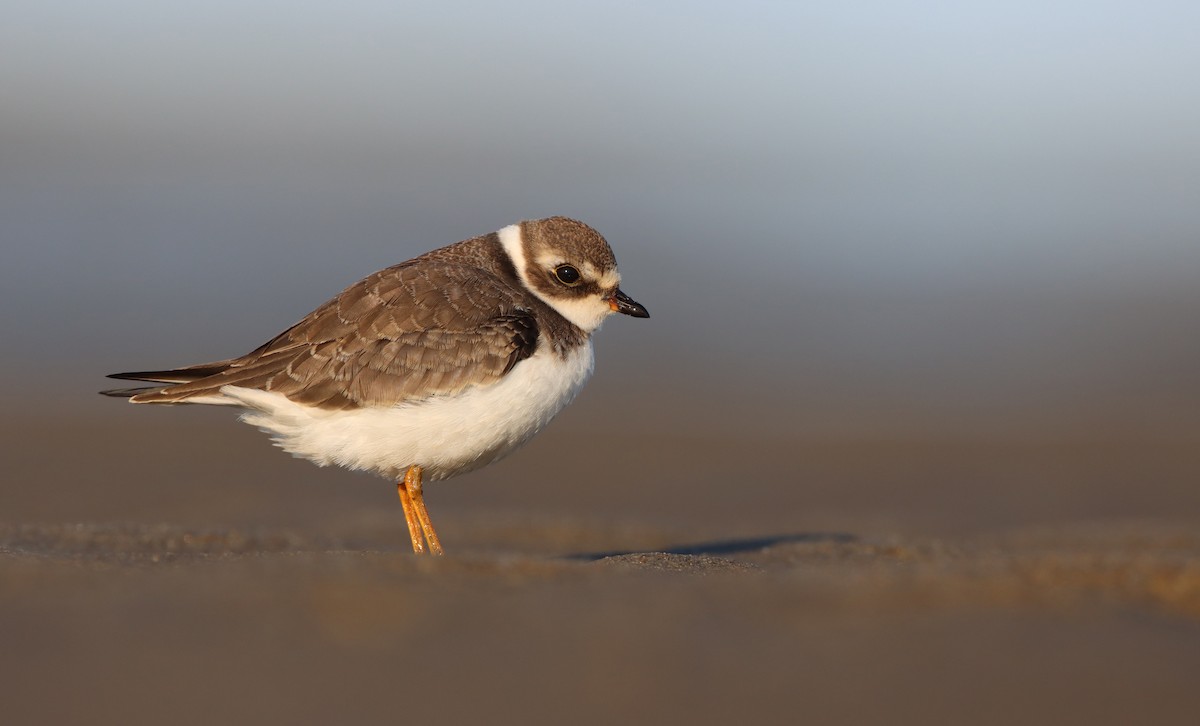Semipalmated Plover - ML256252021