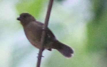 Variable Seedeater - ML256256781