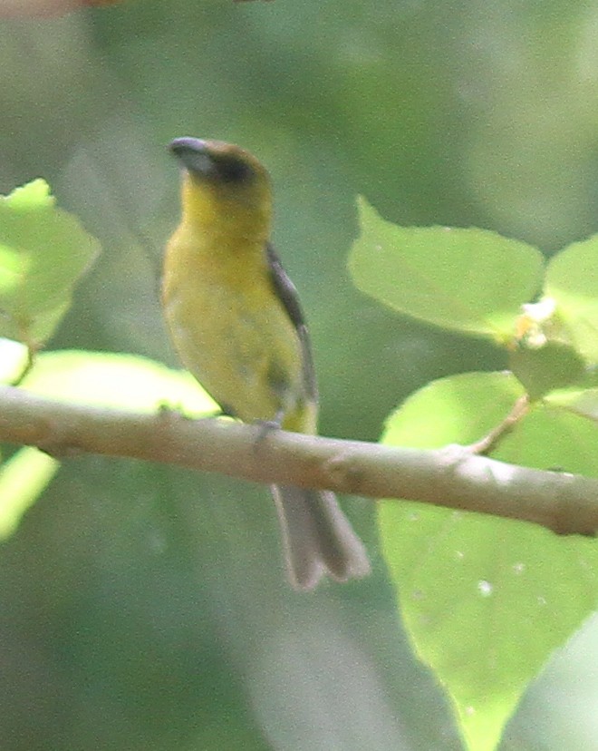 White-winged Tanager - ML256257061