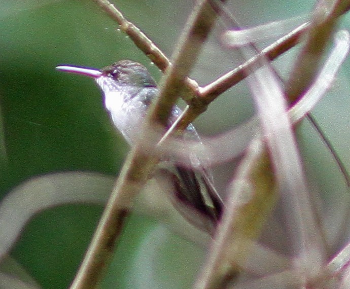 Stripe-tailed Hummingbird - Larry Sirvio