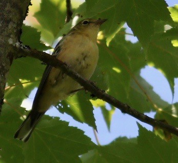 Bay-breasted Warbler - Paul Clarke