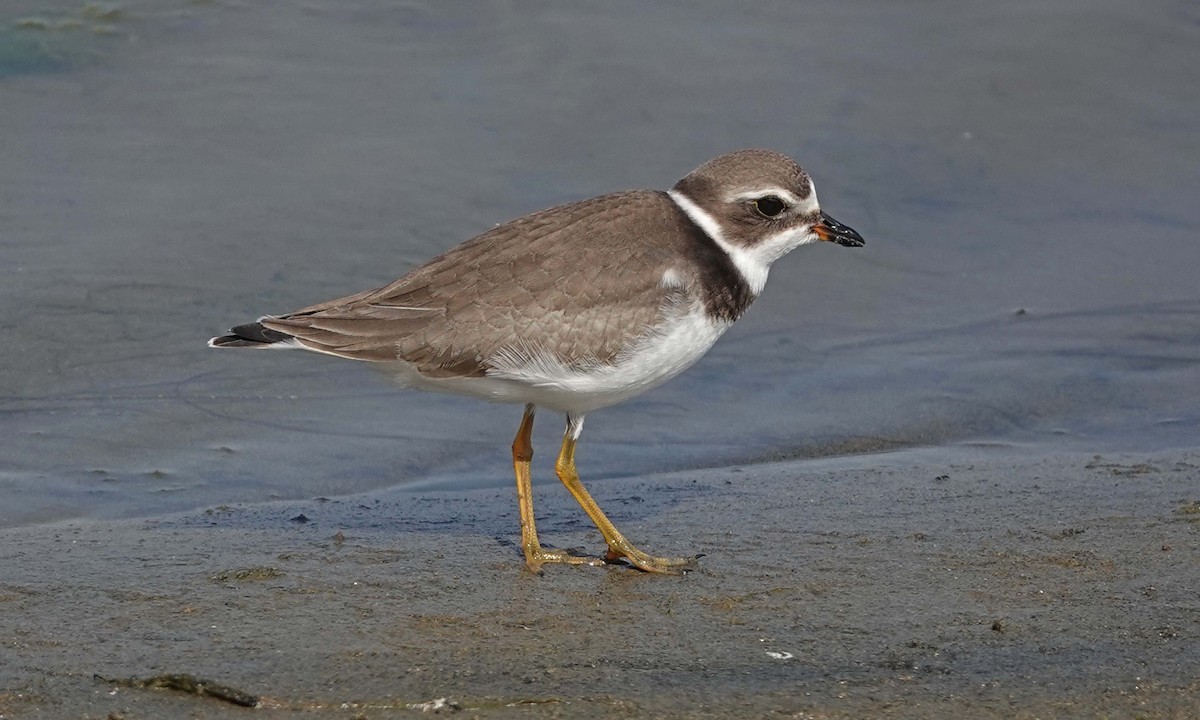 Semipalmated Plover - ML256262561