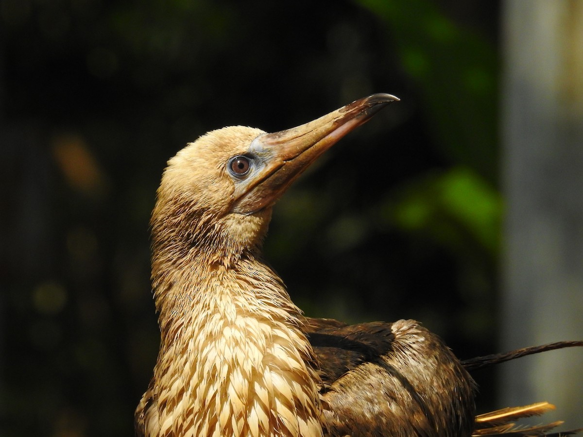 Red-footed Booby - Afsar Nayakkan