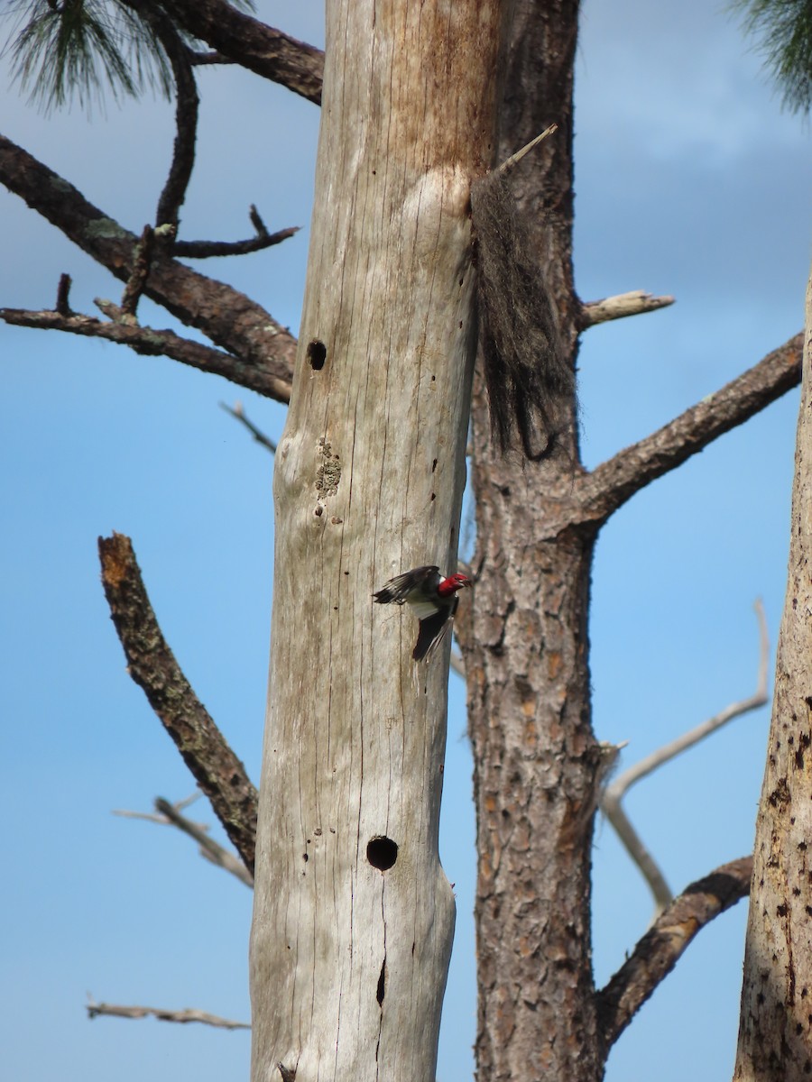 Red-headed Woodpecker - ML256267301