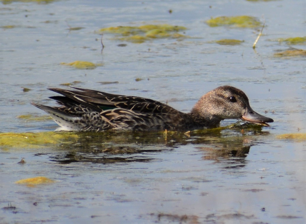 Green-winged Teal - ML256278771