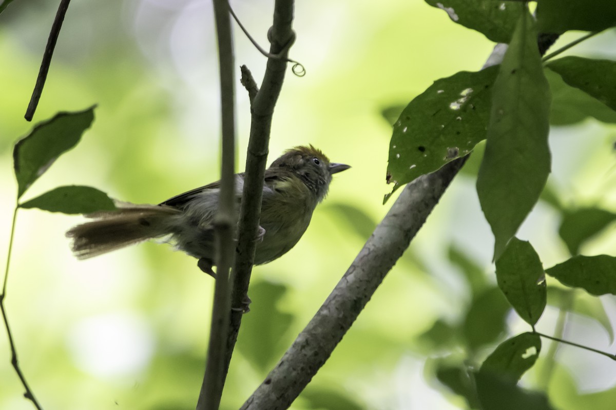 Tawny-crowned Greenlet - ML256279301