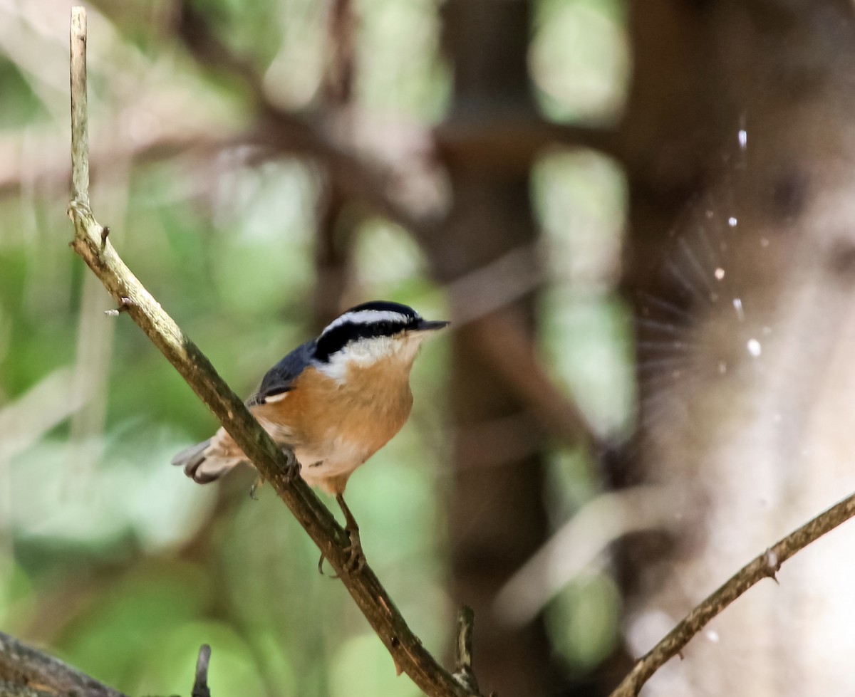 Red-breasted Nuthatch - ML256279741