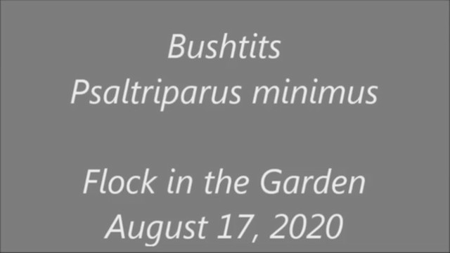Bushtit - ML256286661