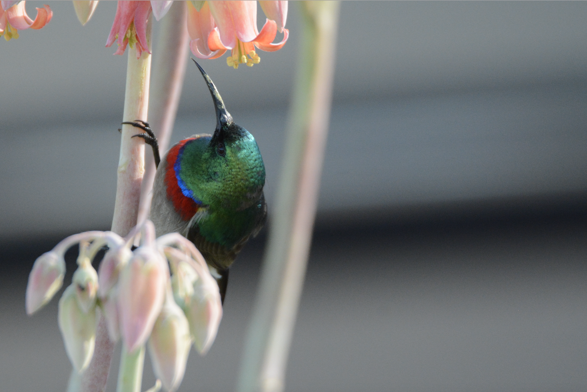 Southern Double-collared Sunbird - Larry Chen