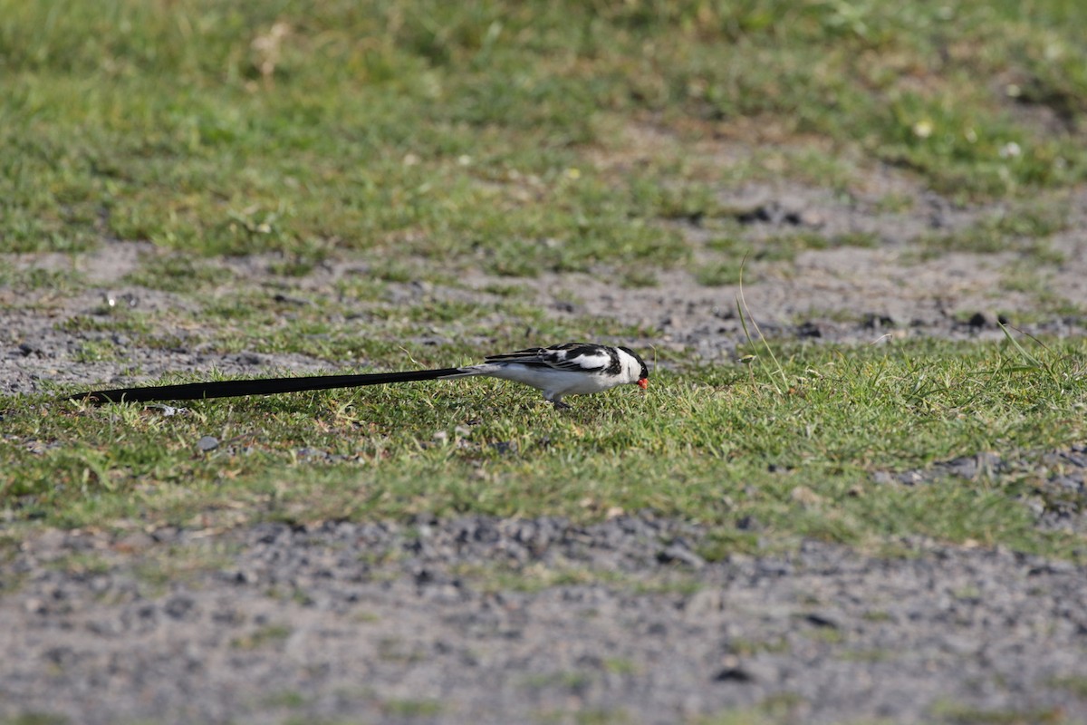 Pin-tailed Whydah - ML256289341
