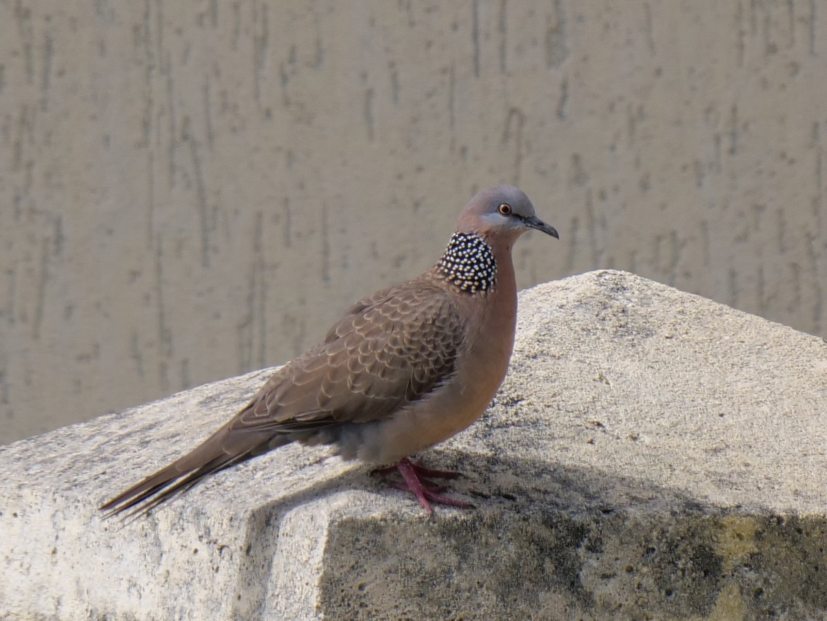 Spotted Dove - ML256291021
