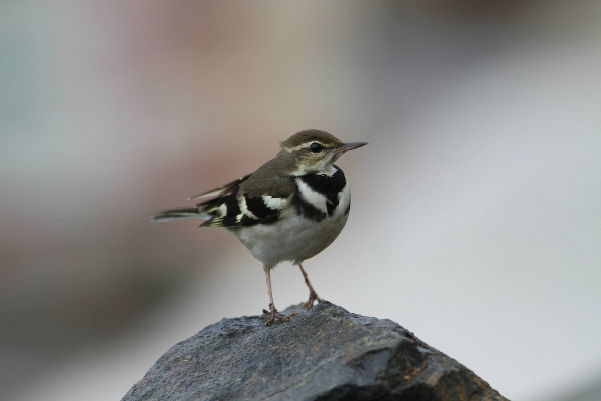 Forest Wagtail - ML256295811