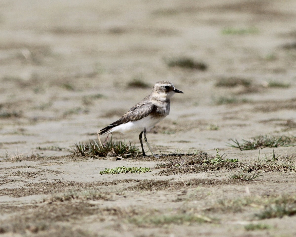 Double-banded Plover - Sam Shaw