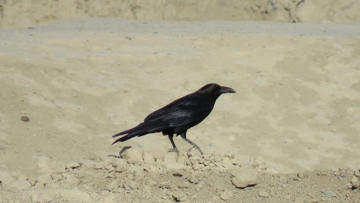 Common Raven - Ali Mousavi