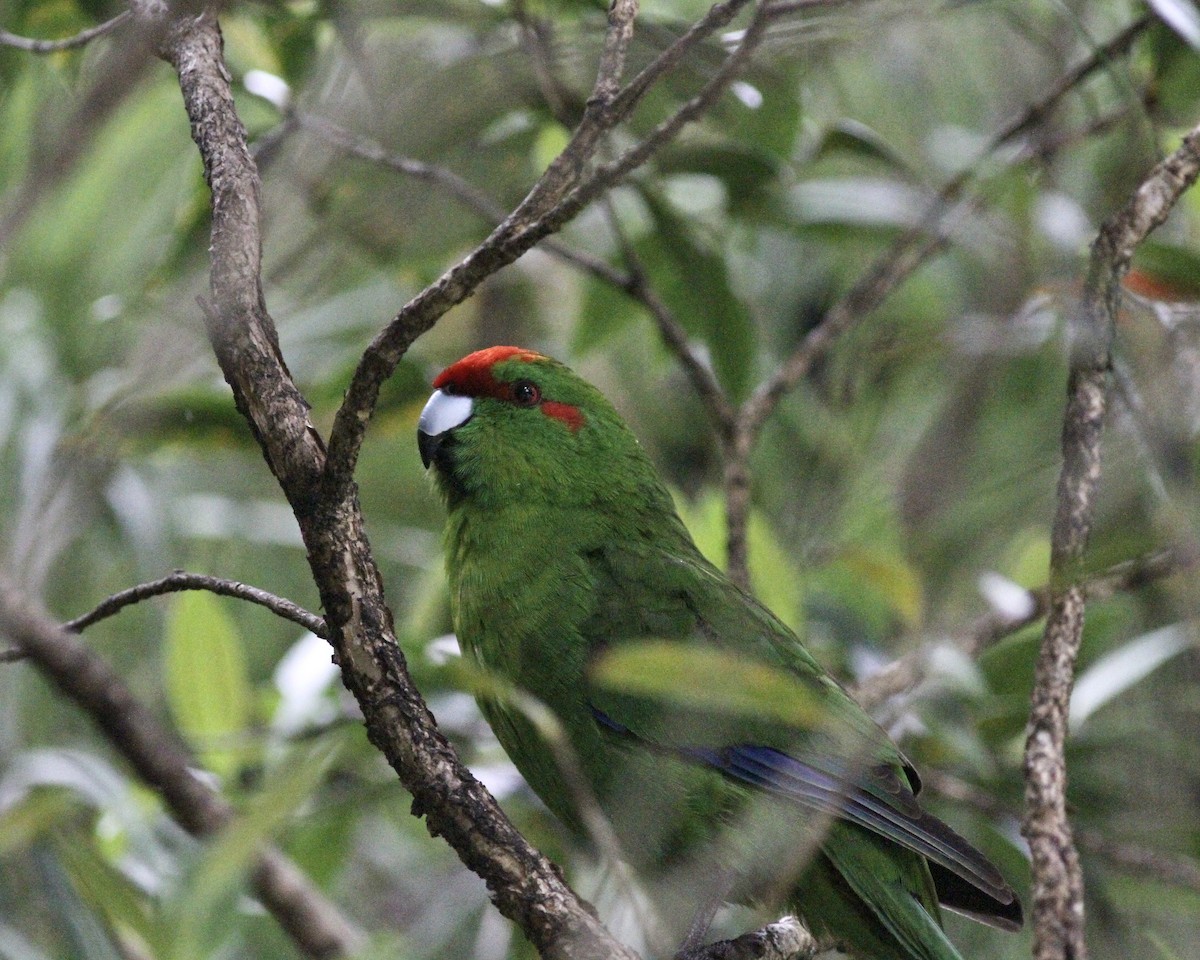 Red-crowned Parakeet - ML256301471