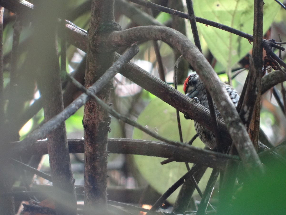 White-barred Piculet - ML256303901