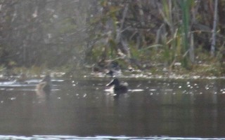 Australasian Shoveler, ML256304321