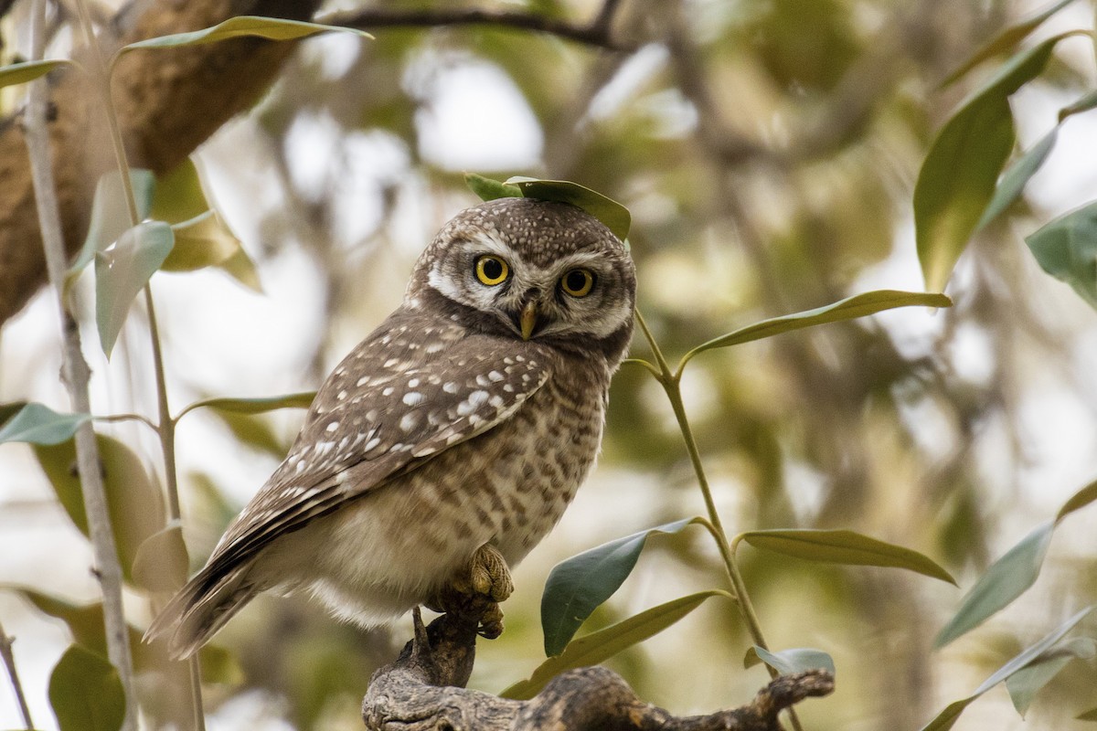 Spotted Owlet - ML256307021