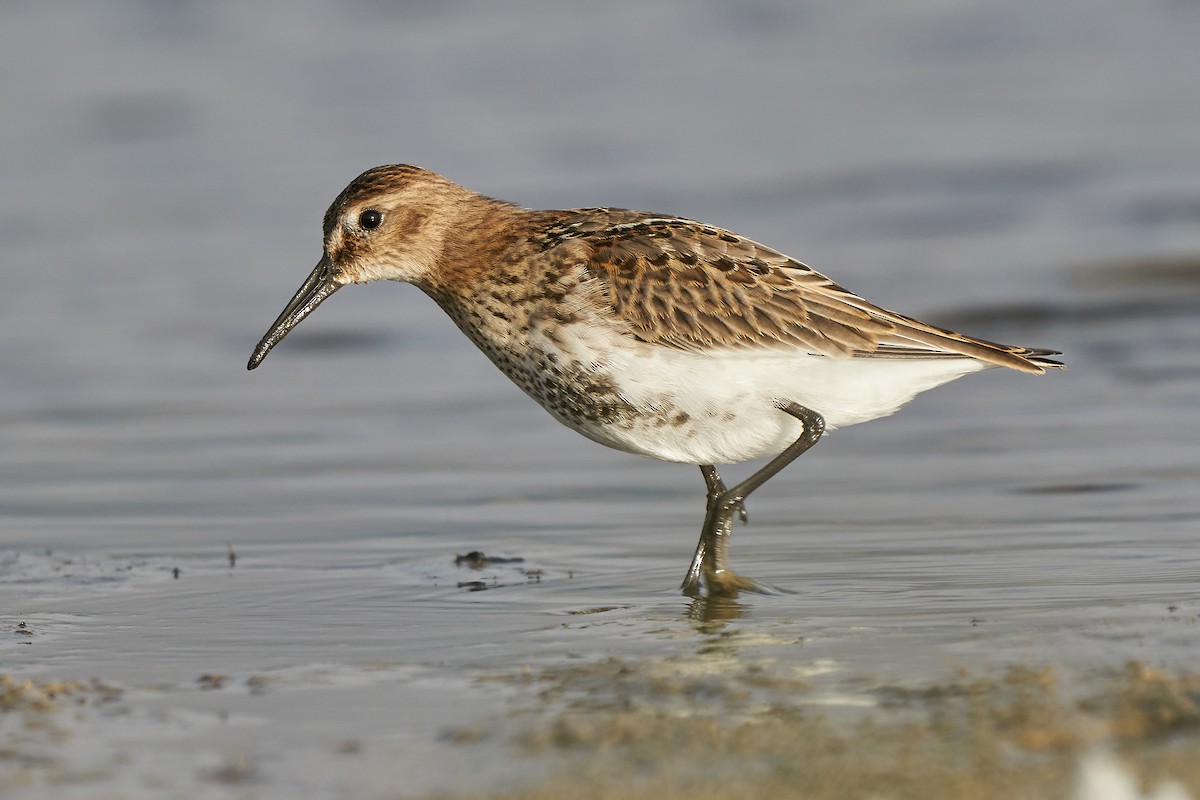 Dunlin - Miguel Rouco