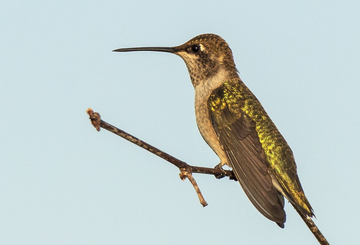 Black-chinned Hummingbird - Lesley Tullis