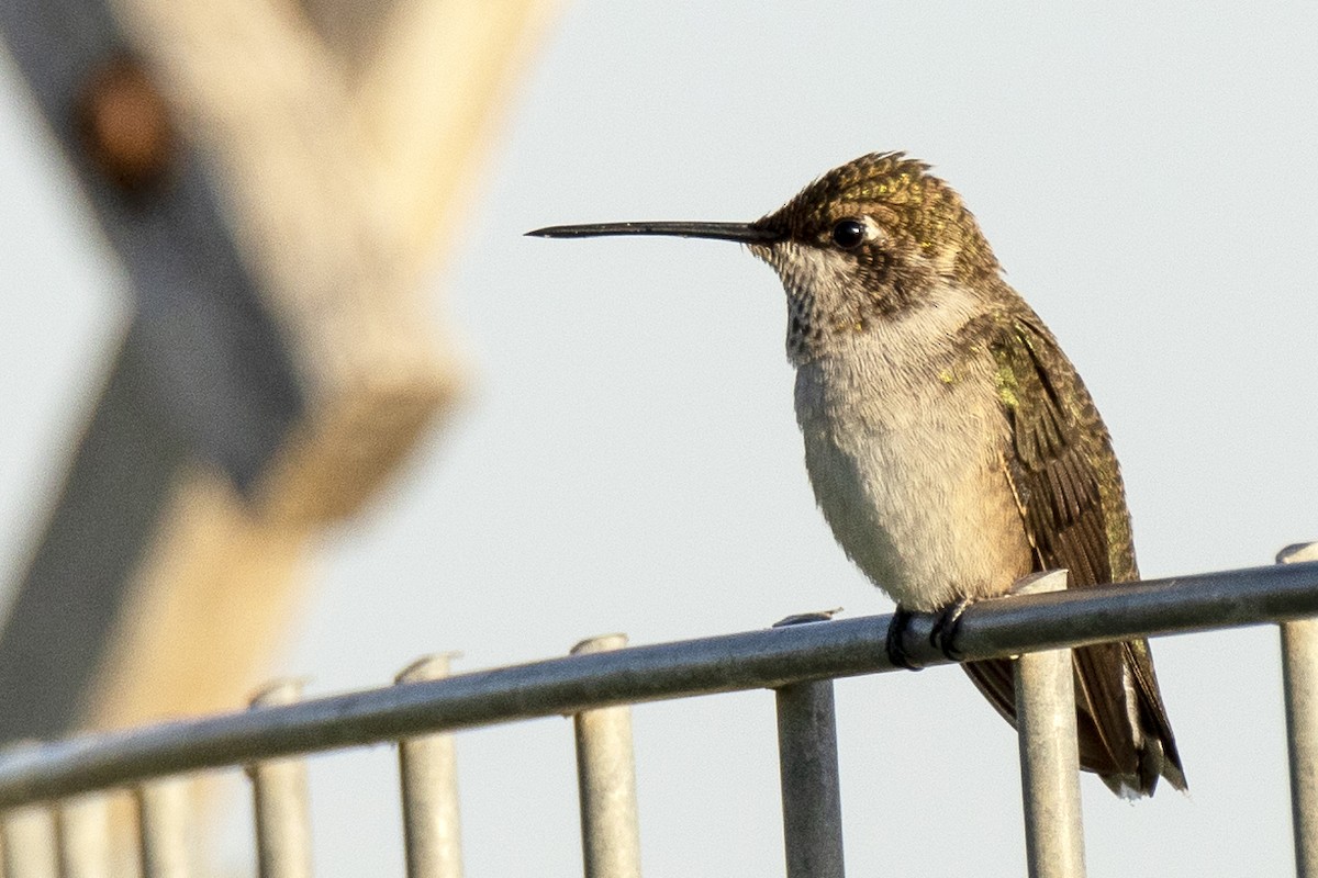 Black-chinned Hummingbird - Lesley Tullis