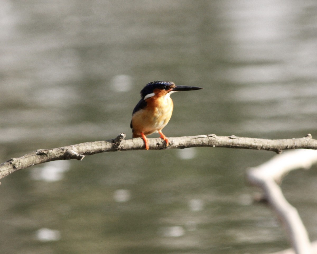 Malagasy Kingfisher - ML256323821