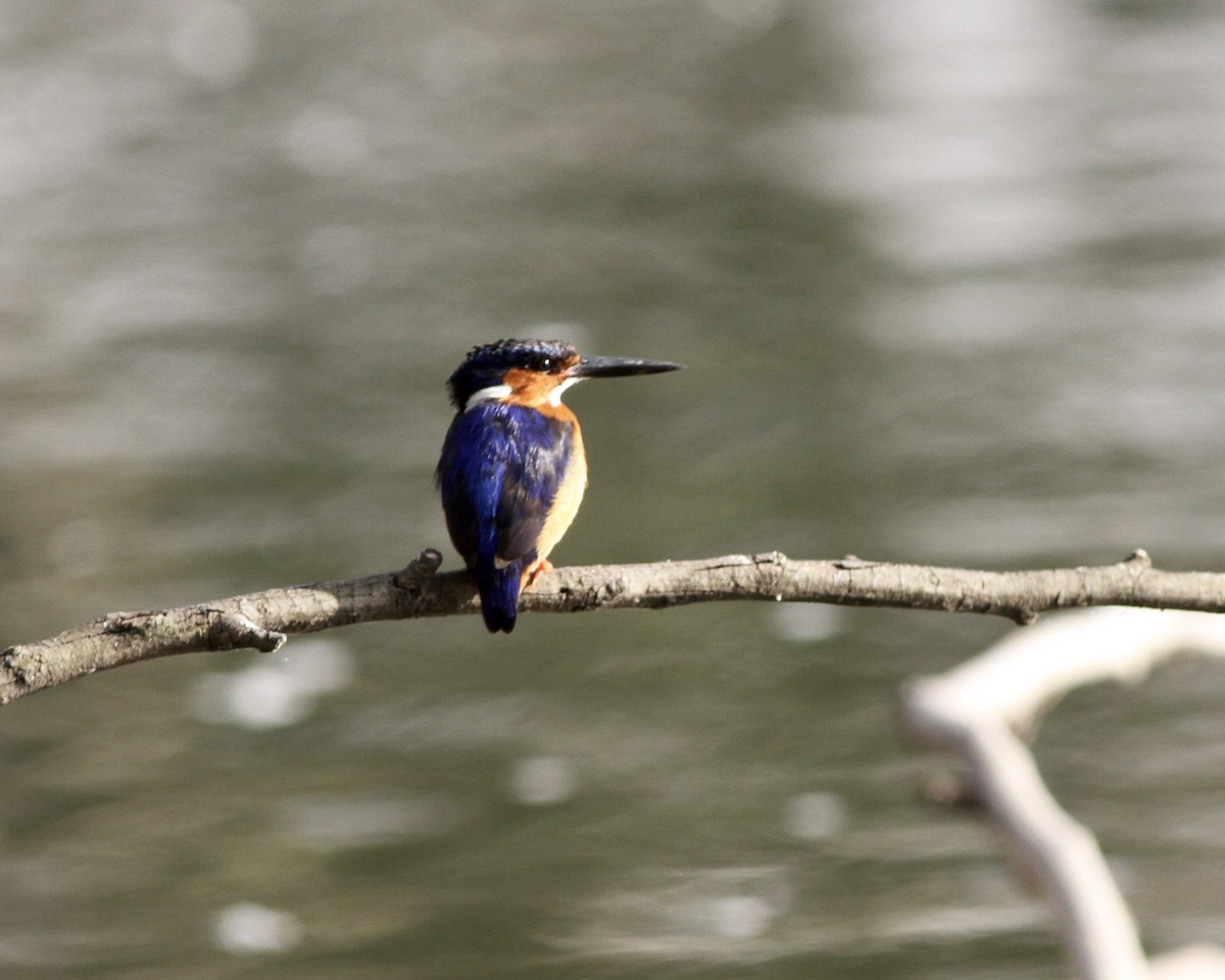 Malagasy Kingfisher - ML256323831