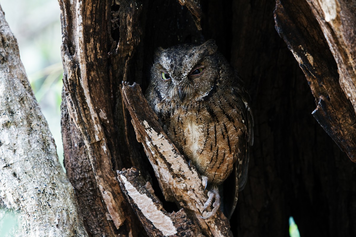 Madagascar Scops-Owl (Torotoroka) - ML256326841