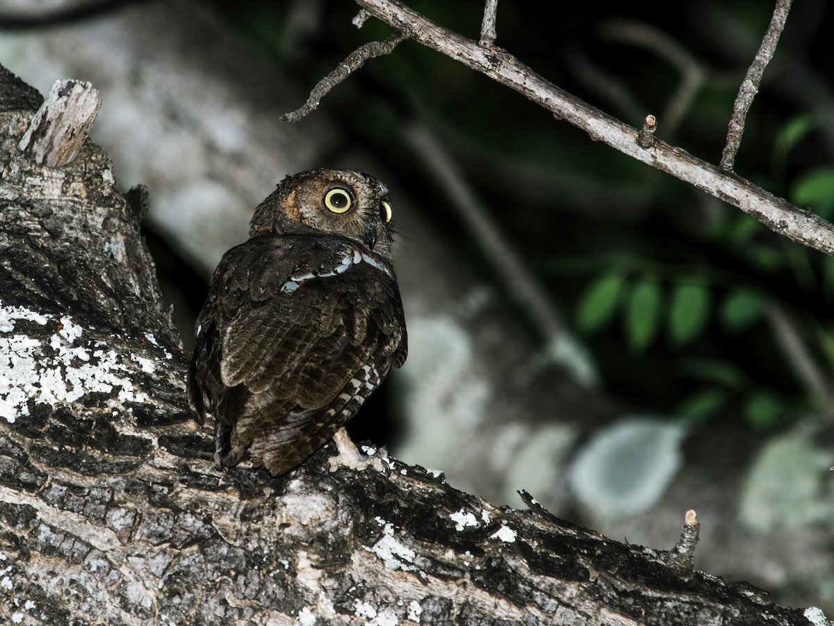 Madagascar Scops-Owl (Torotoroka) - Nick Athanas
