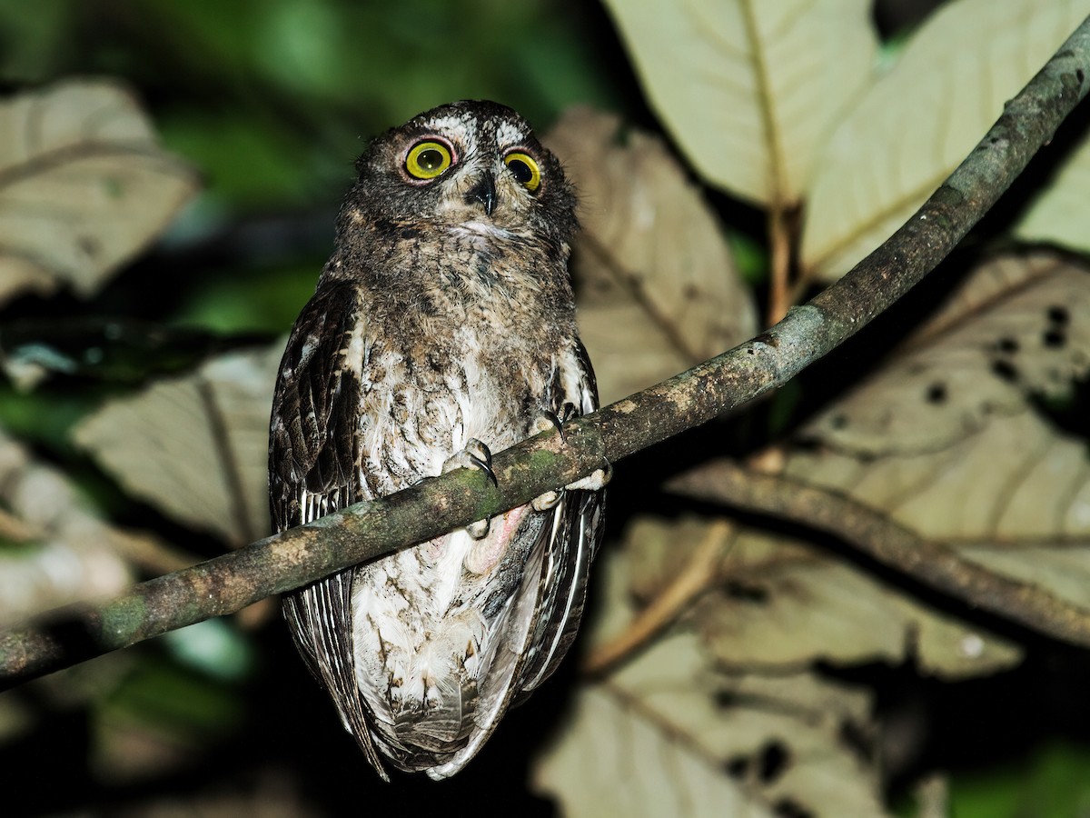 Madagascar Scops-Owl (Rainforest) - Nick Athanas