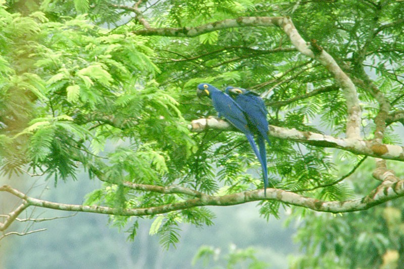 Hyacinth Macaw - Arthur Grosset