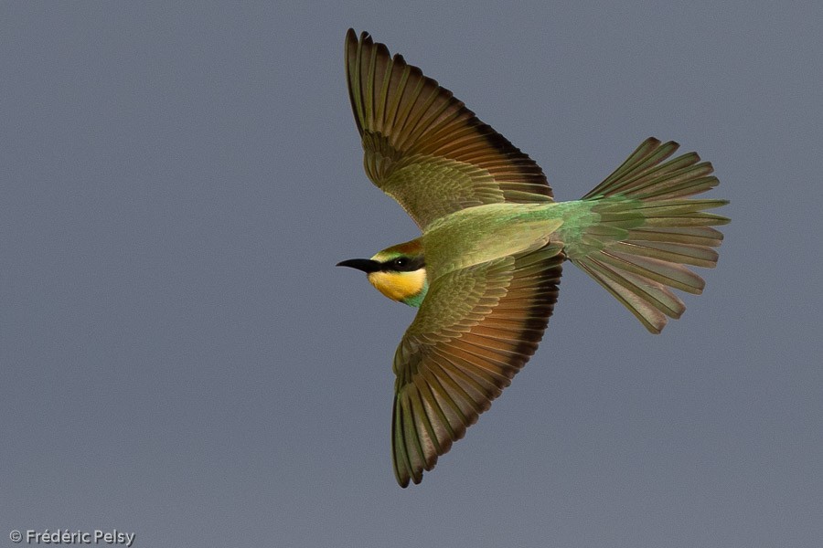 European Bee-eater - Frédéric PELSY