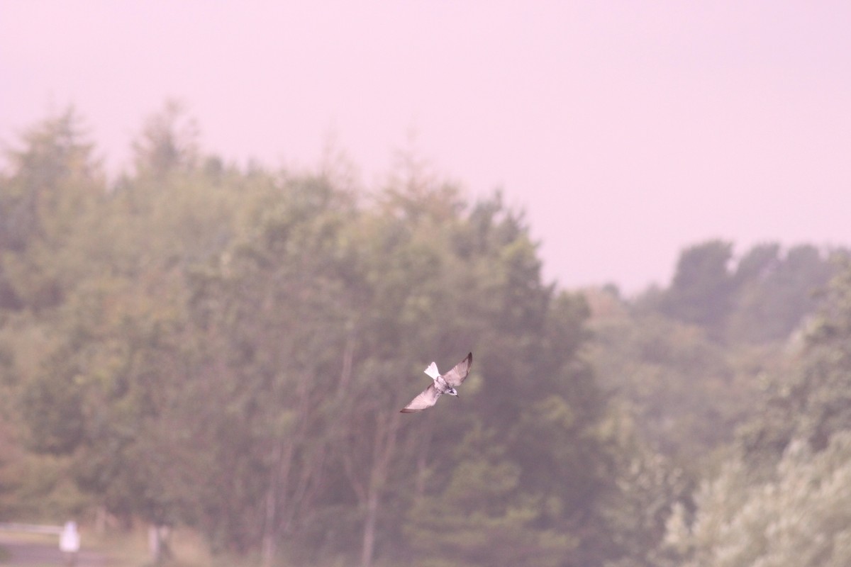 White-winged Tern - Neil Hammatt