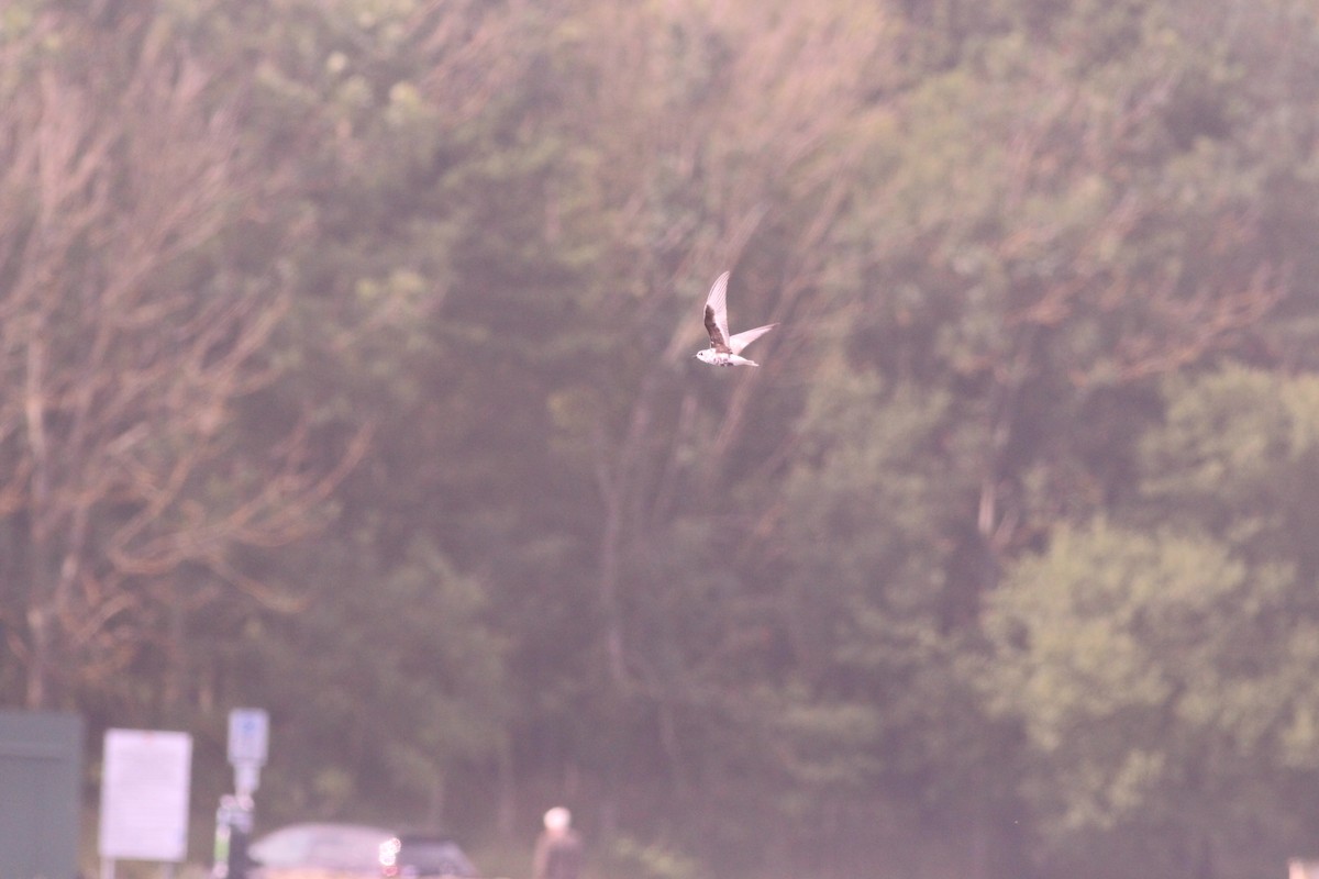 White-winged Tern - ML256335171