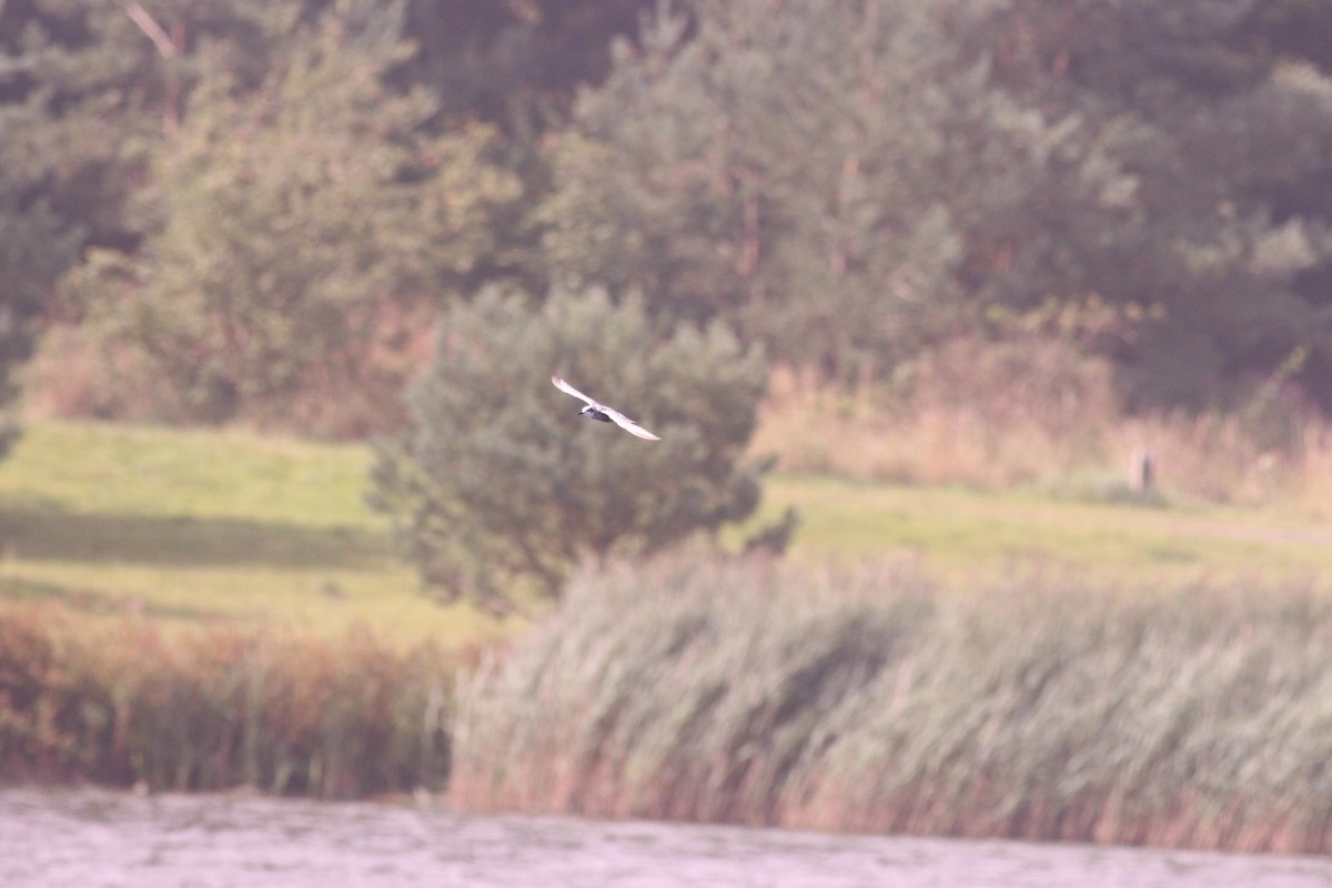 White-winged Tern - ML256335251