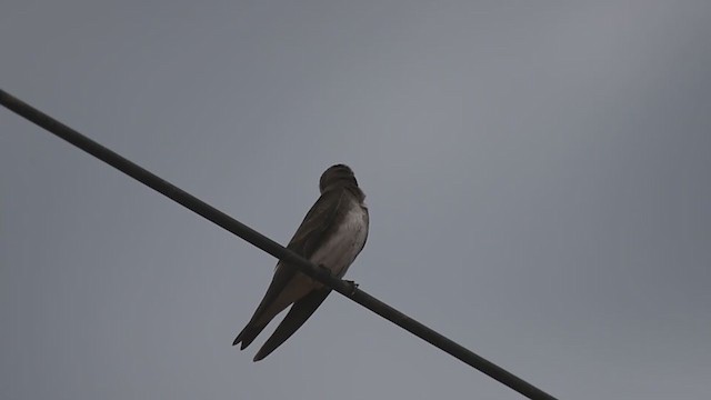 Brown-chested Martin - ML256337351