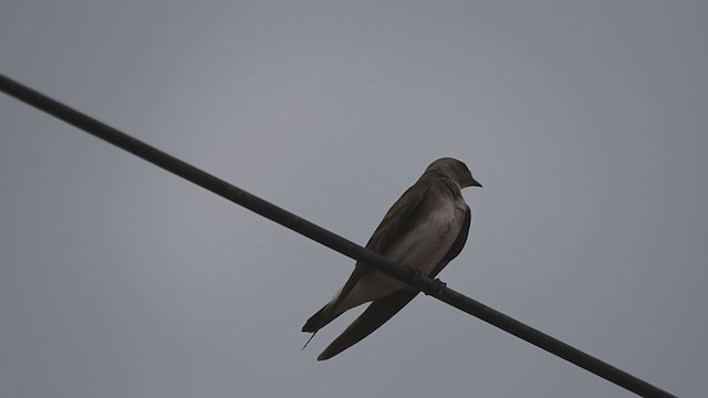 Brown-chested Martin - ML256337391