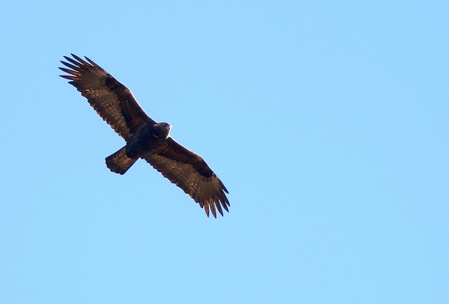 Golden Eagle - eBird