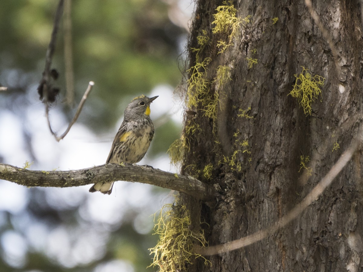 Yellow-rumped Warbler (Audubon's) - ML256346741