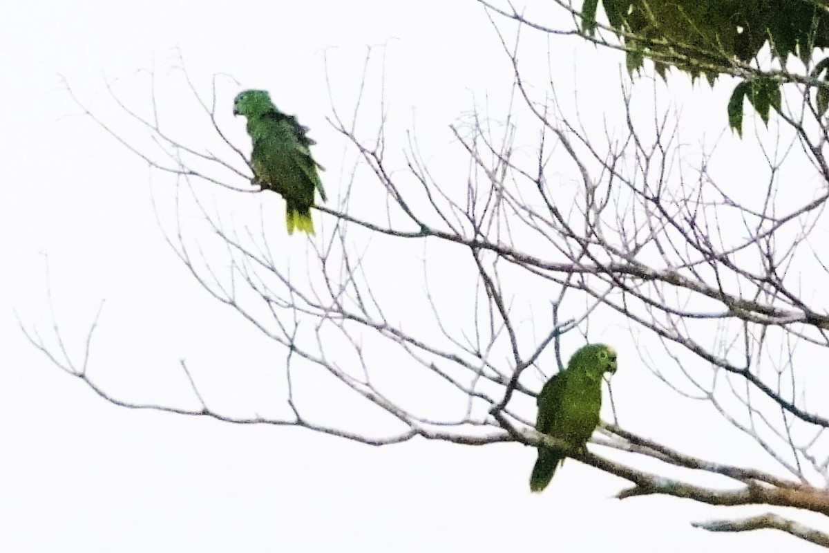 Yellow-crowned Parrot - ML25635001