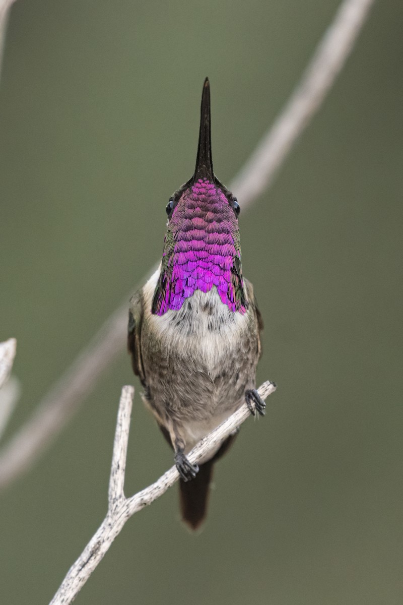 Lucifer Hummingbird - ML256350441