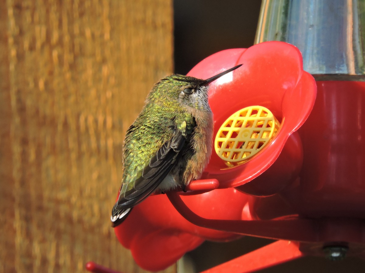 Calliope Hummingbird - Aaron Roberge