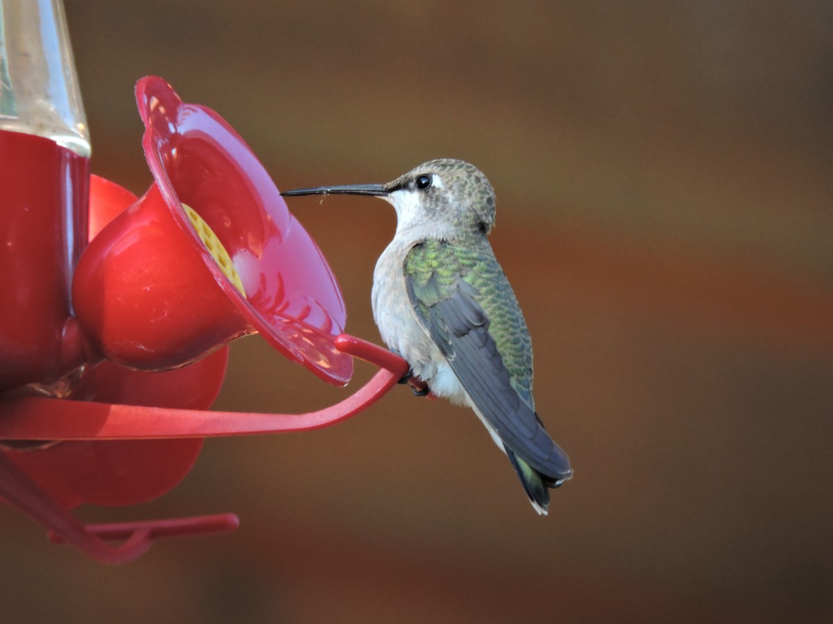 Black-chinned Hummingbird - Aaron Roberge