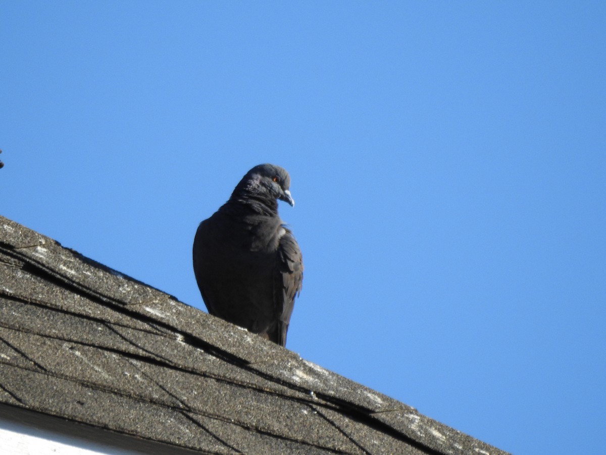 Rock Pigeon (Feral Pigeon) - ML256358891